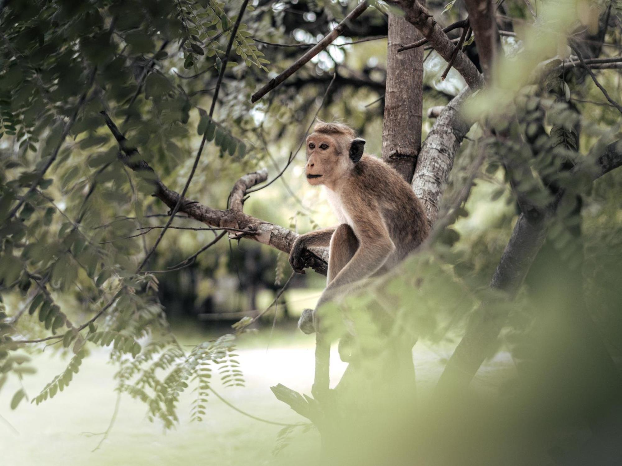 Sun Siyam Pasikudah Hotel Passikudah ภายนอก รูปภาพ